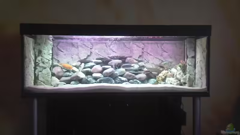  Fertige Becken von Francesco (1)