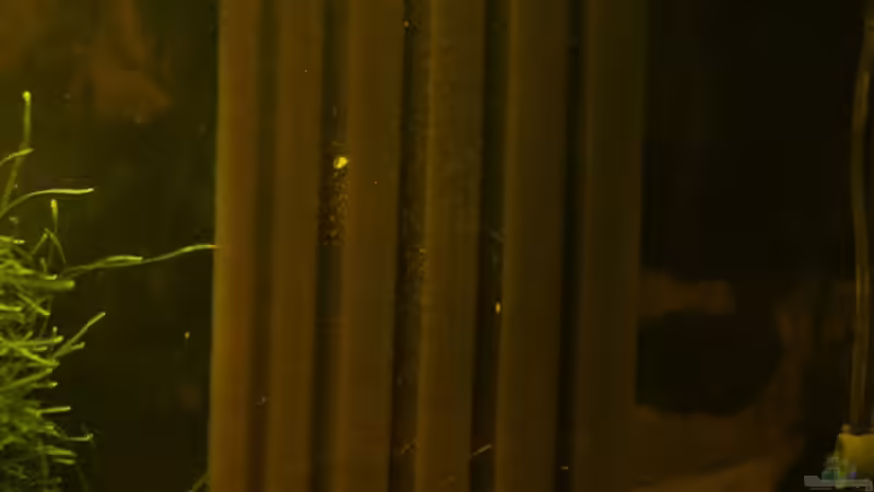  Filterschwamm von Fabian Kühn (8)