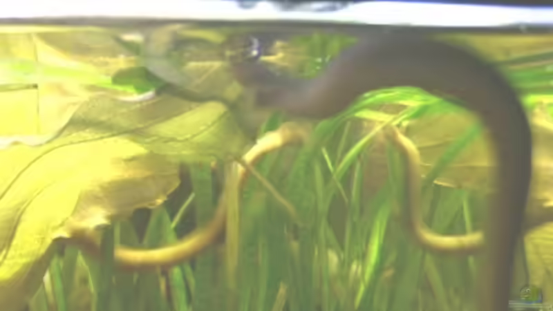  FL??SSELAALE von Emmy Bergmann (17)