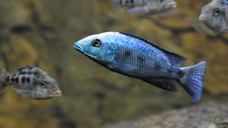  Fossorochromis rostratus (nicht mehr im Becken) von Manni (35)