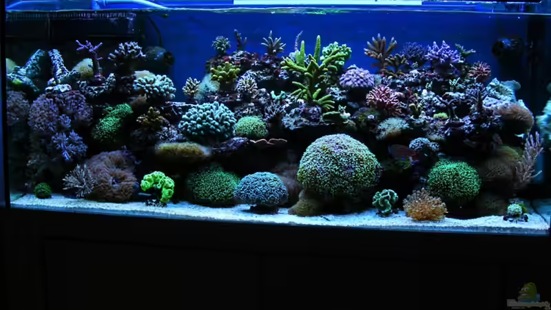  Foto 25.07.2010 von Jürgen Krohmer (1)