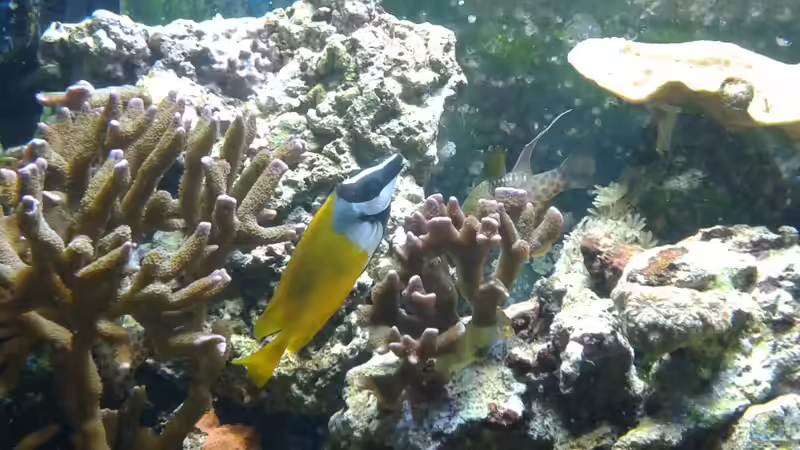 Siganus unimaculatus im Aquarium halten (Einrichtungsbeispiele für Einfleck-Fuchsgesicht)