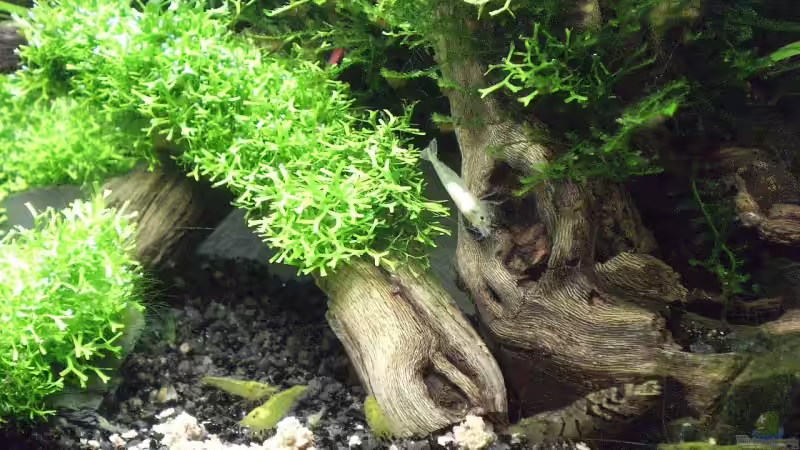  Gelbe Zwerggarnelen, Tigergarnelen von Katzenmutti (8)