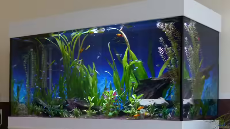  Gesellschaftsbecken von Mc.Maurer (1)