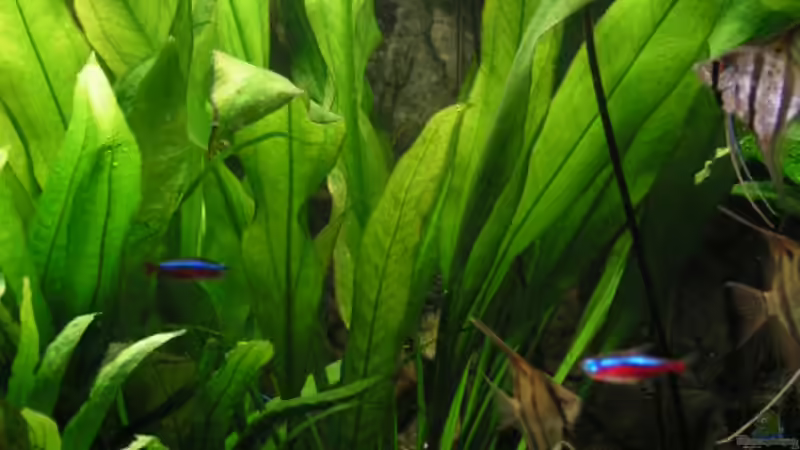  Große Amazonasschwertpflanze von Heiko Schneider (9)