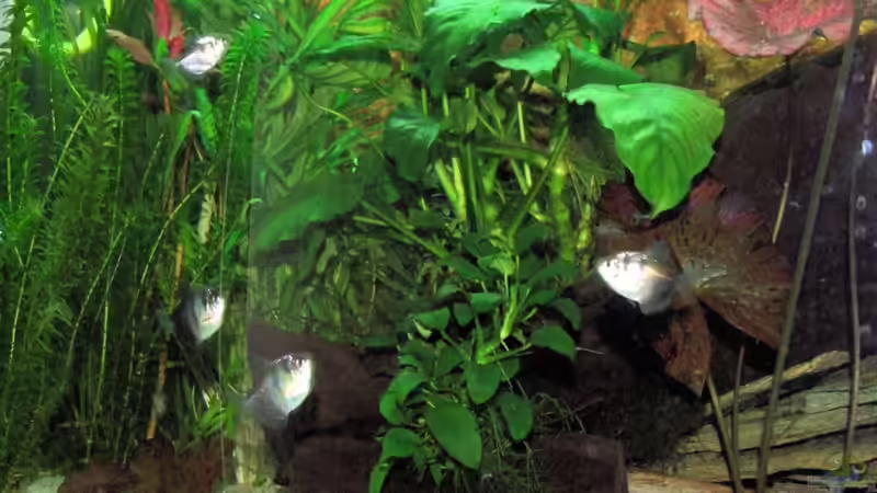 Aquarien mit Trauermantelsalmlern (Gymnocorymbus ternetzi)