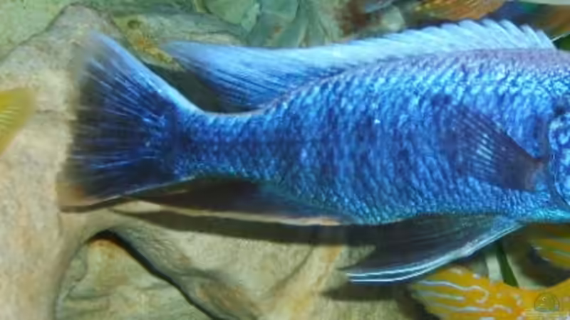  Haplochromis Ahli Iceborg & Yellow von Oliver Ritz (7)