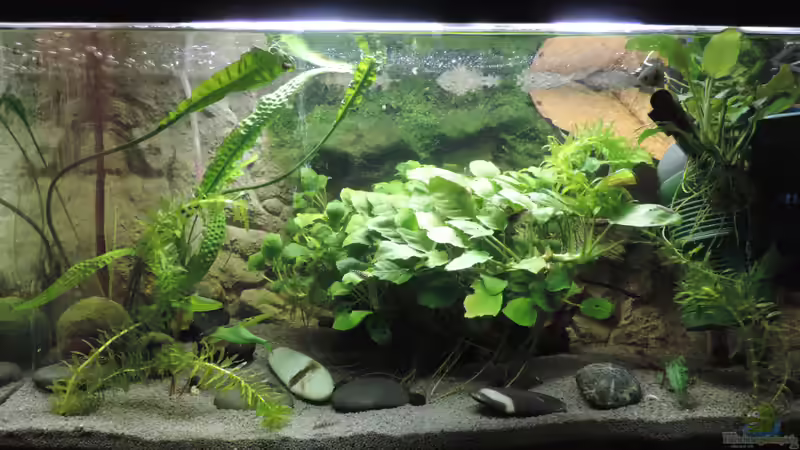  Hauptansicht von Flossensauger Becken von OreoEmmy (1)