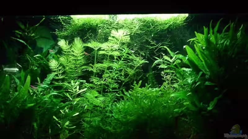  Hemianthus micranthemoides von hej kompisar (1)