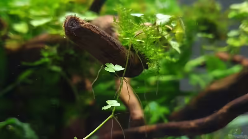  Hydrocotyle cf. tripartita von Romano E (17)