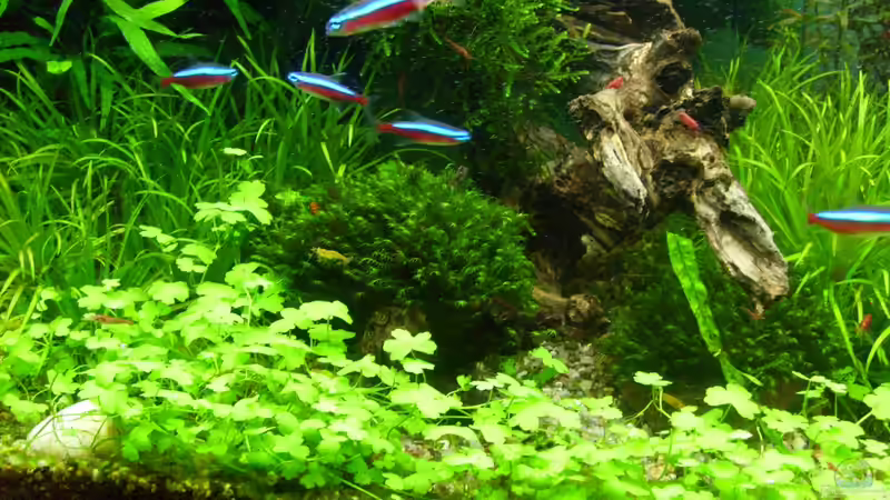 Dreiteiliger Wassernabel im Aquarium pflegen (Einrichtungsbeispiele für Hydrocotyle tripartita)