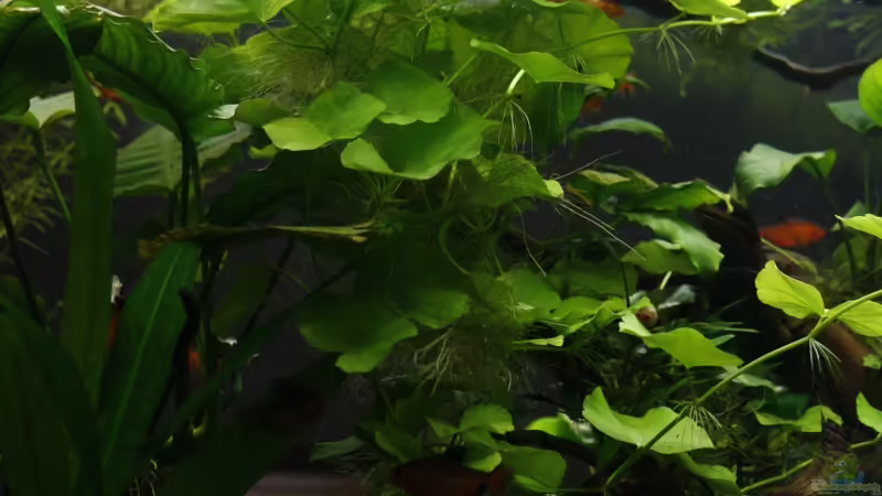  Hydrocotyle leucocephala von nola46 (28)