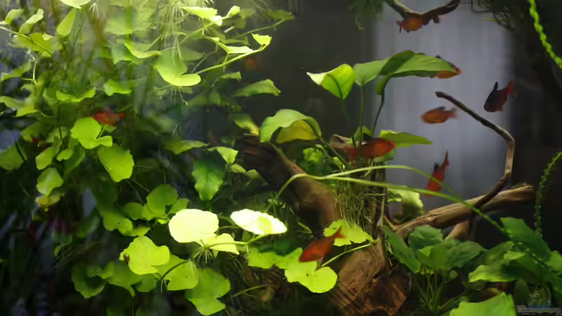  Hydrocotyle leucocephala von nola46 (32)