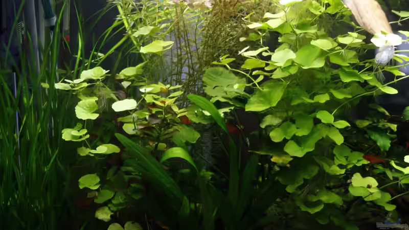  Hydrocotyle leucocephala von nola46 (33)