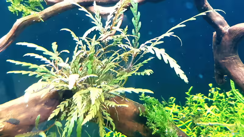  Hygrophila pinnatifida - Fiederspaltiger Wasserfreund...meine Lieblingspflanze bisher, wächst schnell und gibt oft Ableger... von Köllebärbling (8)