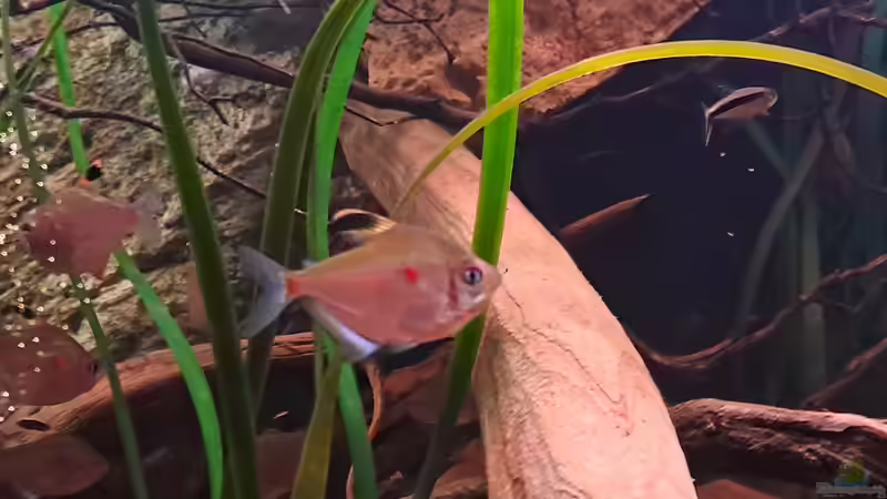  Hyphessobrycon eysthrostigma ( Kirschflecksalmler ) von Agua viva (27)