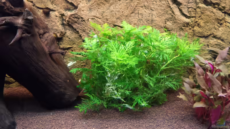  Indischer Wasserstern - Wasserwedel / Hygrophila difformis von Christian Lösel (4)