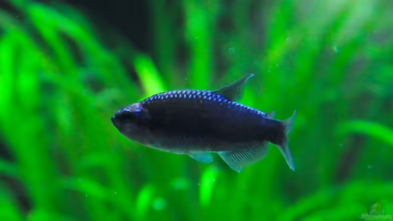  Inpaichthys kerri sp blau von disco-d (26)