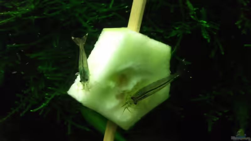  Iss auf, du Gurke! von ehemaliger User