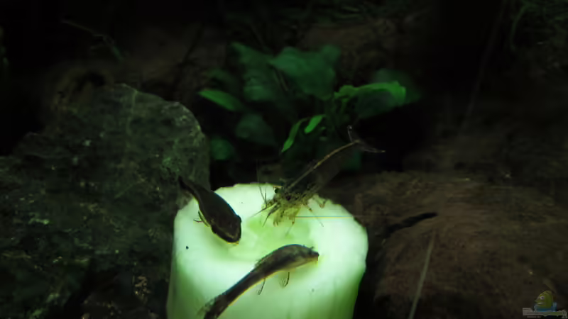  Iss auf, du Gurke! von ehemaliger User