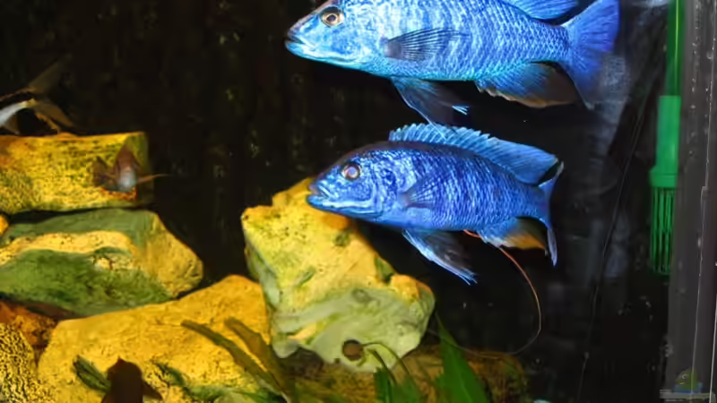  je 14 cm lang von Jürgen Baum (9)