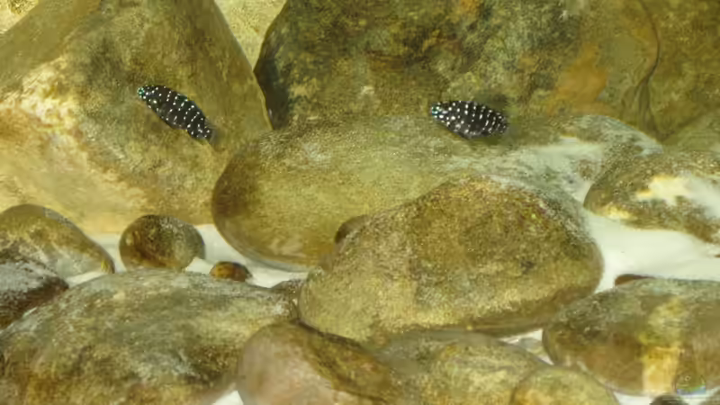  kleine Dubis bereits ca. 6 Wochen alt von Maclya (17)