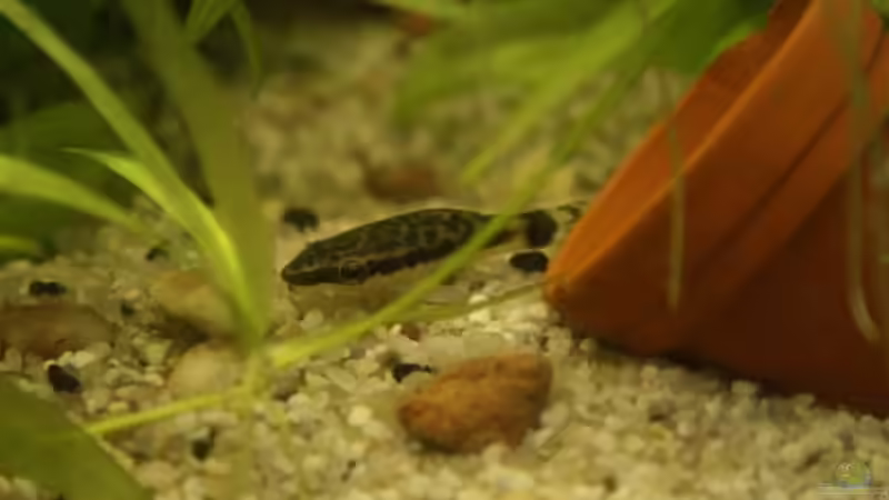 Aquarien mit Algenfresser (Algenfressende Fische oder Wirbellose)