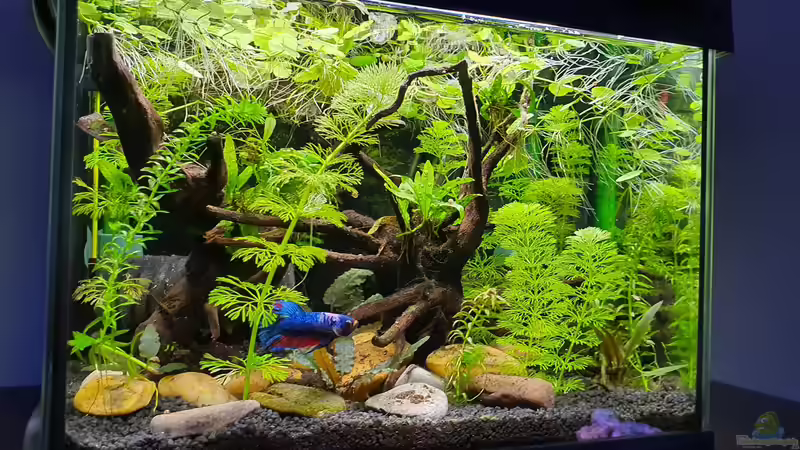  Kosten für ein Nanoaquarium: Eine detaillierte Analyse