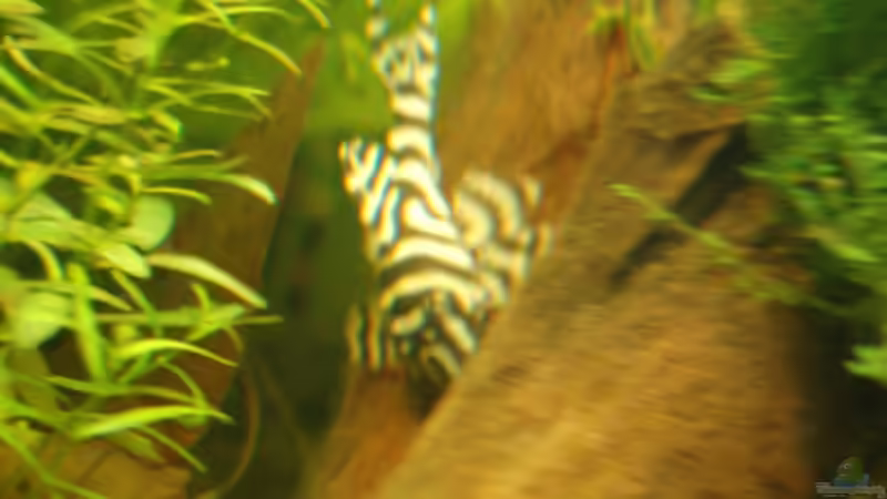  L333 - 2 Jahre alt von Dirk Leidecker (16)