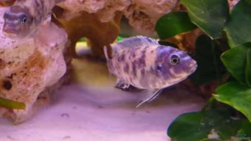  Labeotropheus fuelleborni-marmelade *Männchen* von Cichli (4)