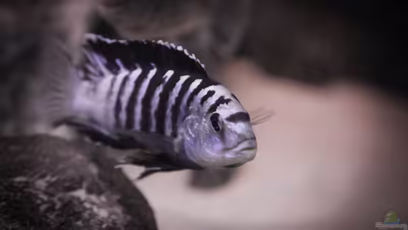  Labidochromis caeruleus Nkali (m) - aktuell Chef im Becken von Nina Hutter (24)