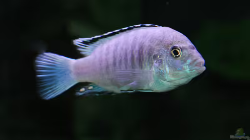  Labidochromis caeruleus white von Nina Hutter (28)