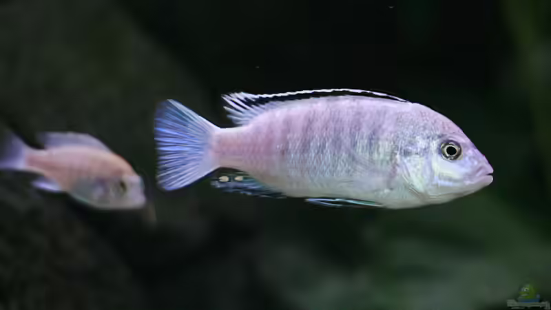  Labidochromis caeruleus white von Nina Hutter (30)