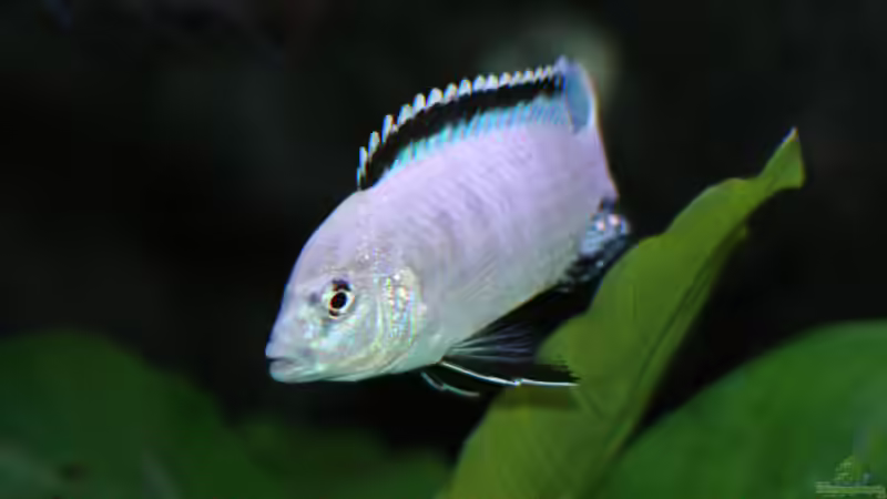  Labidochromis caeruleus white von Nina Hutter (32)
