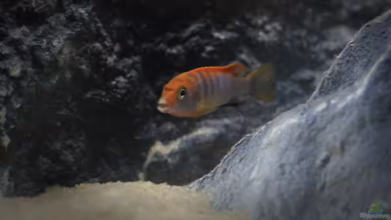  Labidochromis hongi (m, Jungfisch) von Nina Hutter (23)