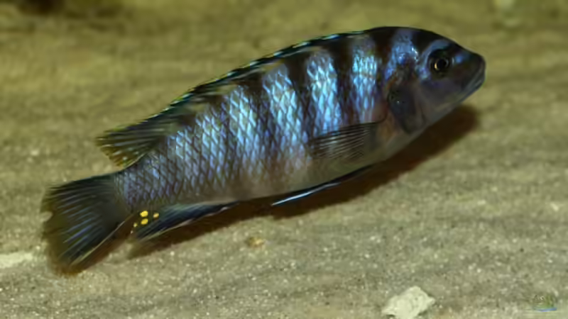 Einrichtungsbeispiele für Labidochromis sp. "mbamba"