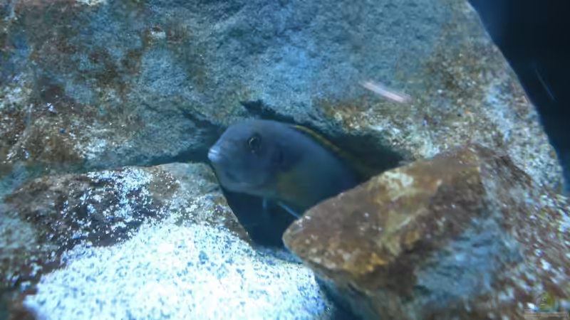  Labidochromis sp. ´mbamba´ von Vision (23)