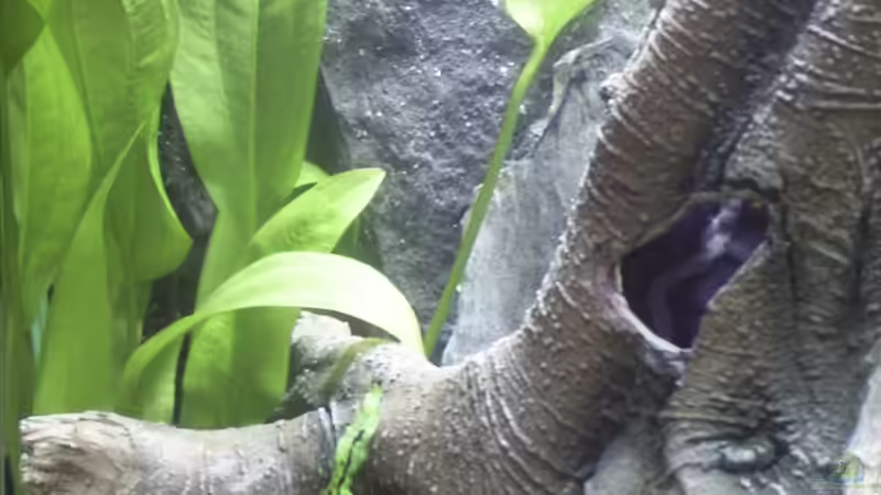  langgestielte Schwertpflanze - Echinodorus spec. von Bernd Milbrandt (5)