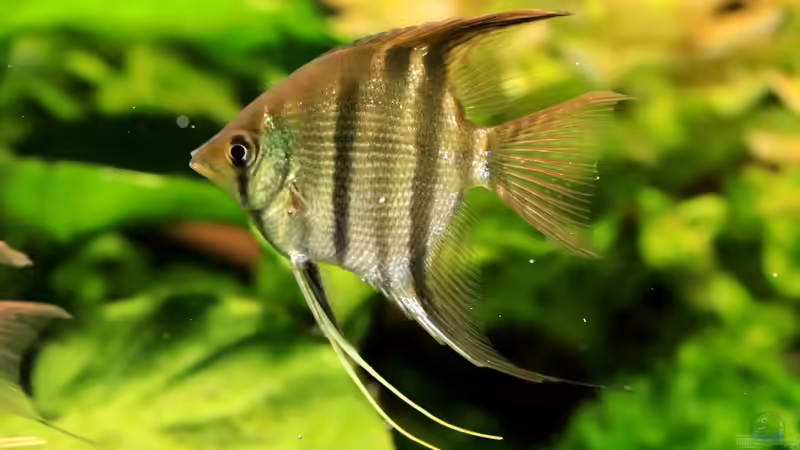 Aquarien mit Pterophyllum leopoldi (Leopolds Skalar)