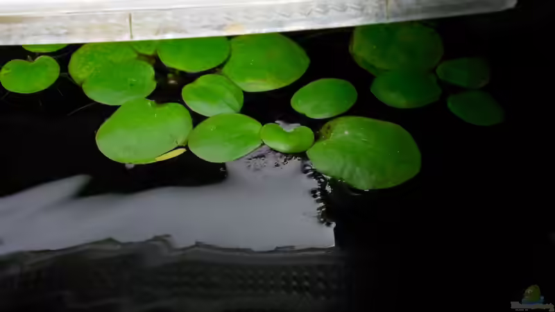  Limnobium laevigatum  von Koehler (25)