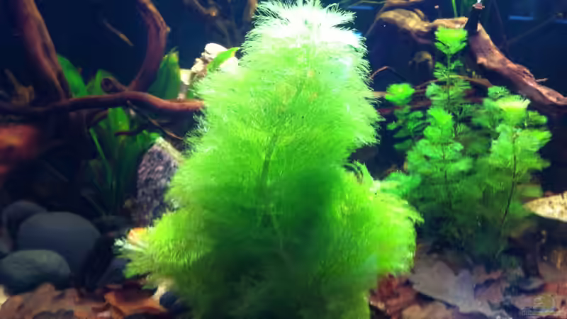  Limnophila aqatica (Wasser-Sumpffreund) von Snakehead (6)