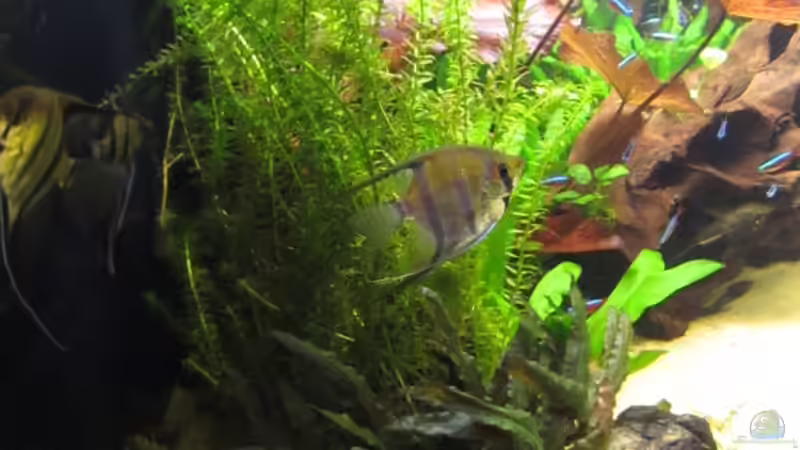  linke Seite 20.1.12 von Sabrina Plankensteiner (14)