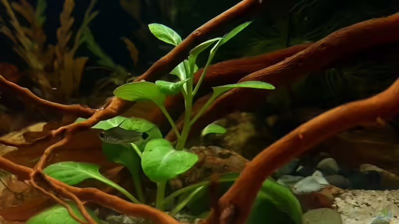 Lobelia cardinalis im Aquarium (Einrichtungsbeispiele mit Kardinalslobelie)