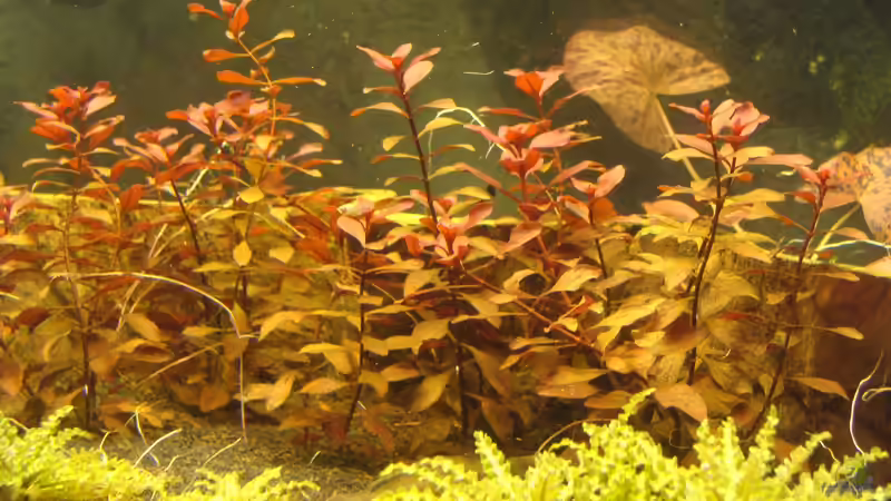  Ludwigia sp. (Foto vom 06.10.13) von Christian Heitmann (11)