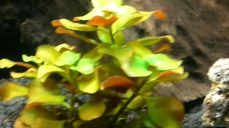  Ludwigia von Dennis und Katha (4)