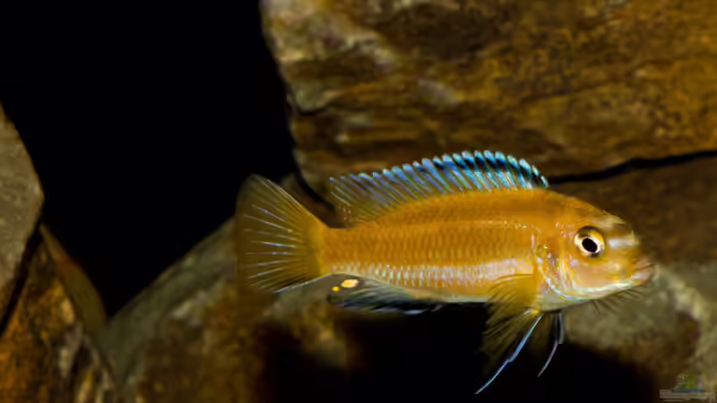  M. johannii ..beginn der Umfärbung .. von AjakAndi (44)