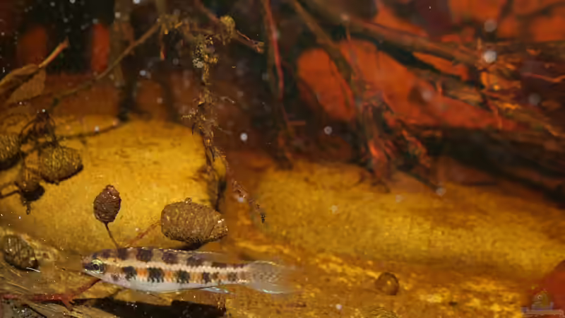  Männchen von Goldfisch (15)