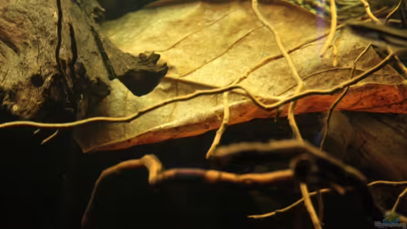  Mandelbaumblatt als Dekoration im Becken von Bämbel (39)