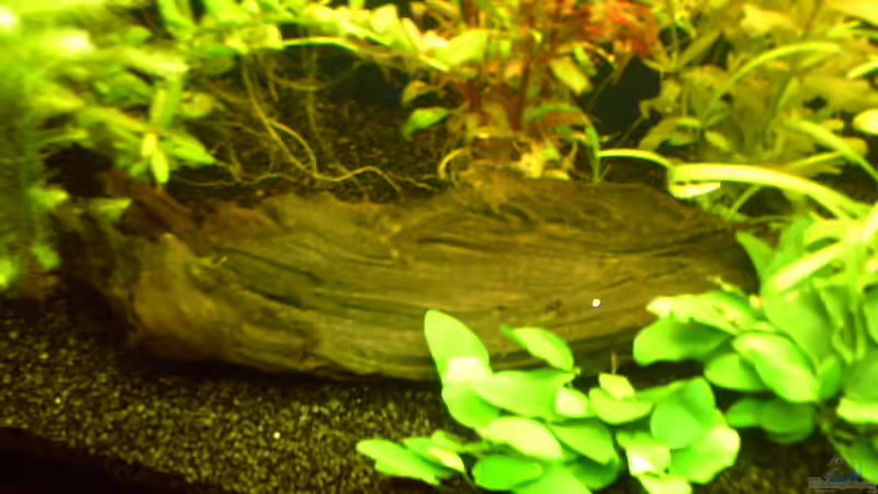  Mangrovenwurzel links im Becken von Klumpen (18)