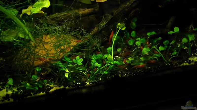  Marsilea hirsuta von Flossenbeschauer (9)